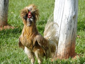 rooster-21150_1920